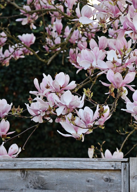 Primer plano de las flores rosadas que florecen en el árbol