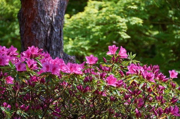 Foto primer plano de las flores rosadas que florecen en el árbol