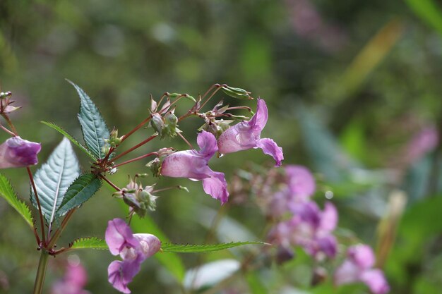 Foto primer plano de las flores rosadas que florecen en el árbol