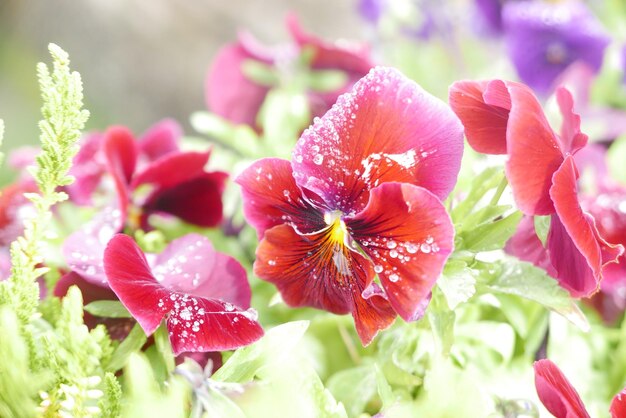 Primer plano de las flores rosadas que florecen en el jardín