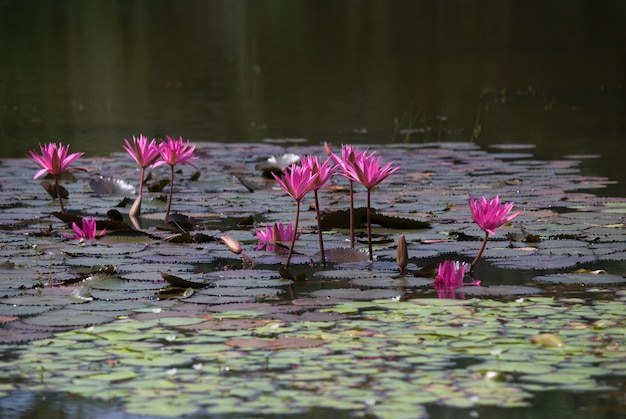Primer plano de las flores rosadas que florecen en el jardín