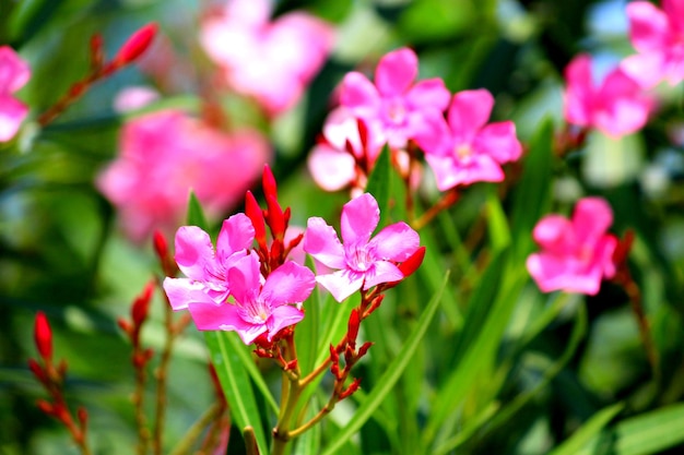 Foto primer plano de las flores rosadas que florecen en el parque