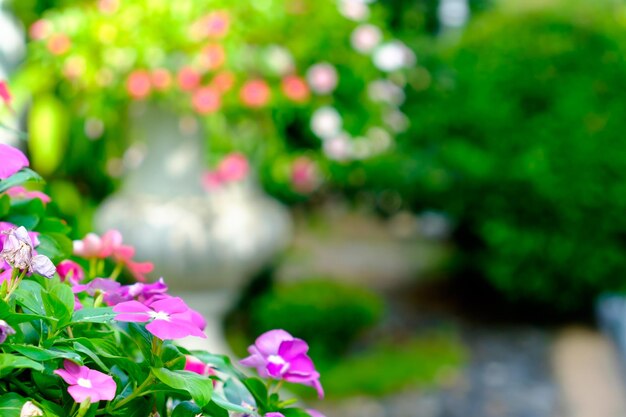 Foto primer plano de las flores rosadas que florecen en el parque