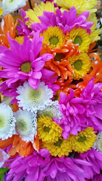 Foto primer plano de las flores rosadas que florecen en el parque