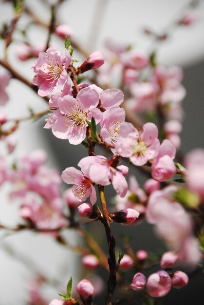 Foto primer plano de las flores rosadas en la rama