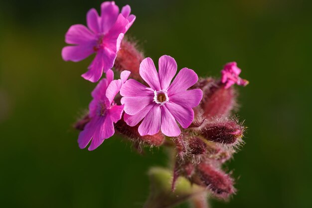 Un primer plano de las flores rosadas rojas de los campeones en flor