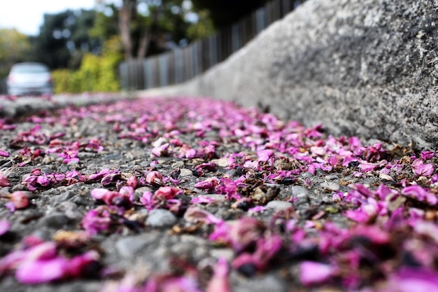 Foto primer plano de las flores rosadas en el sendero