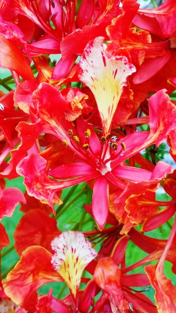 Foto primer plano de las flores rosadas