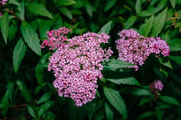 Foto primer plano de las flores rosadas