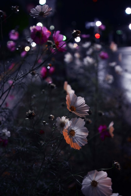 Primer plano de las flores rosadas