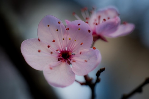 Primer plano de las flores rosadas