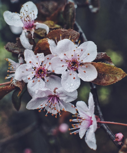 Primer plano de las flores rosadas