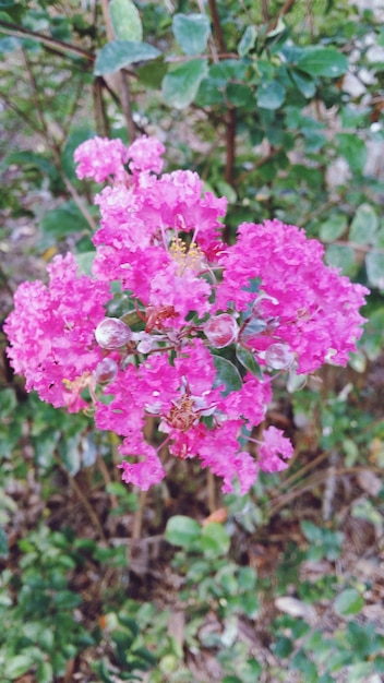 Foto primer plano de las flores rosadas