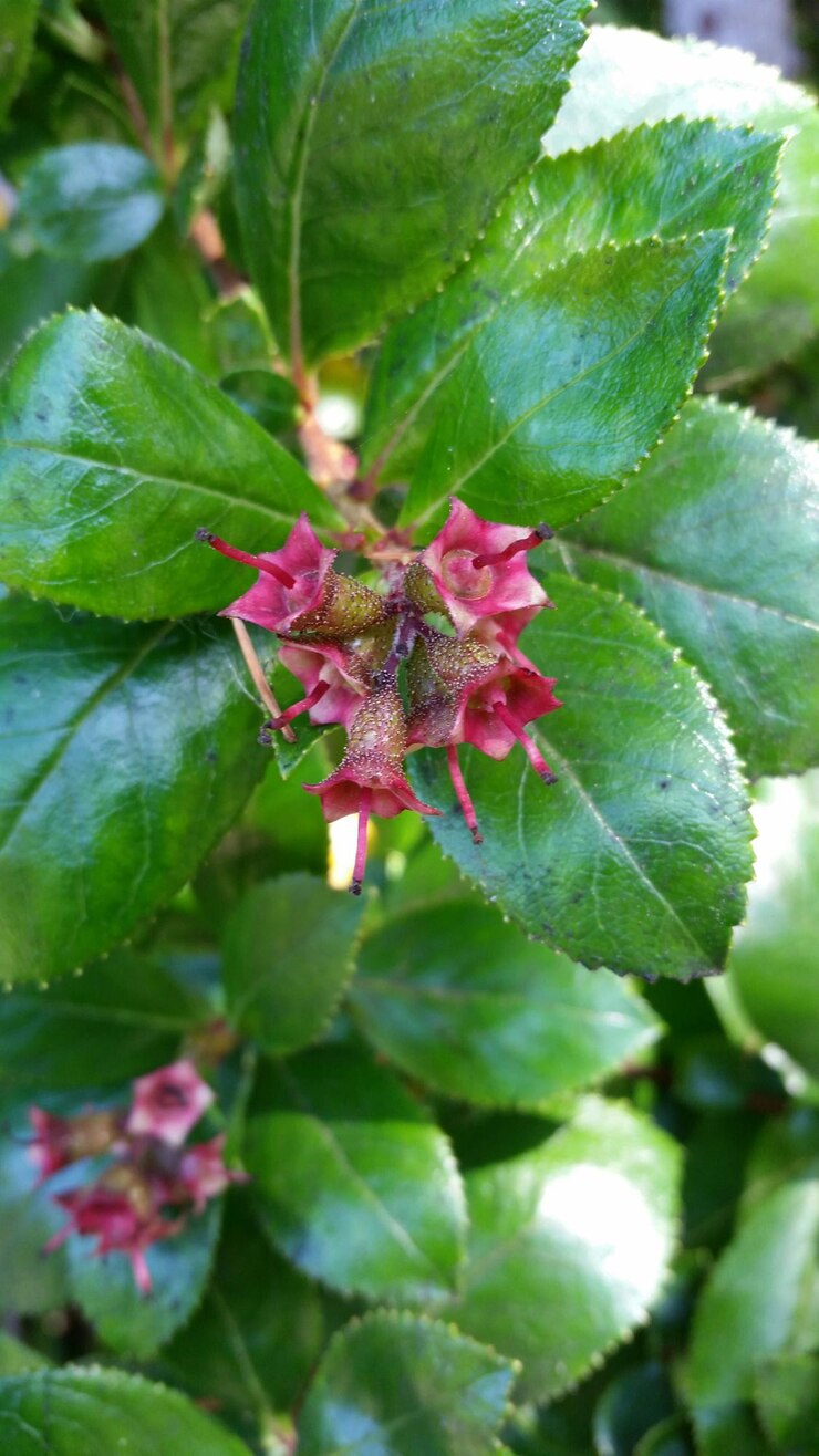 Foto primer plano de las flores rosadas