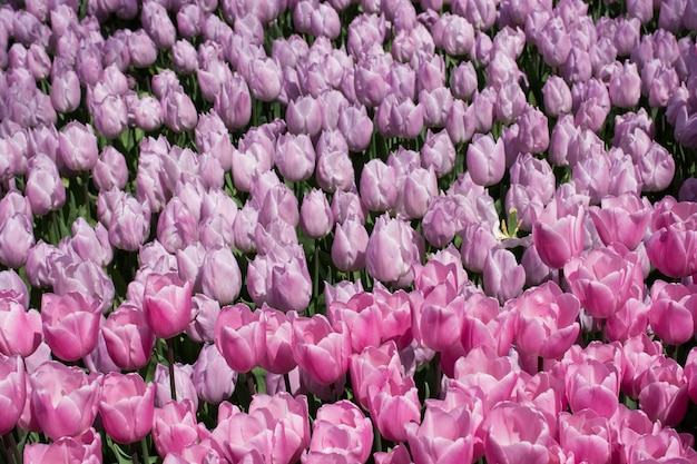 Foto primer plano de las flores rosadas