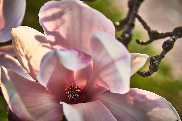Primer plano de las flores rosadas