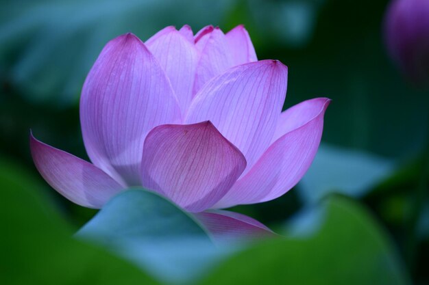 Primer plano de las flores rosadas