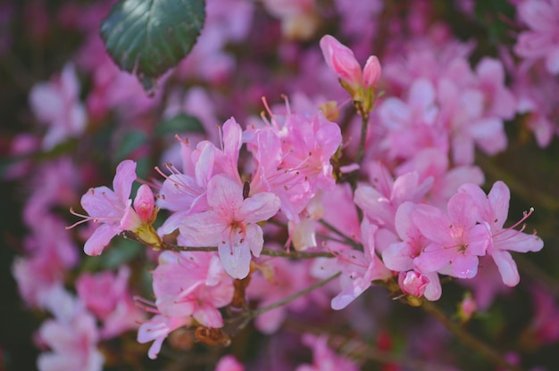 Primer plano de las flores rosadas