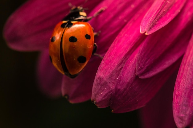 primer plano, de, flores rosadas