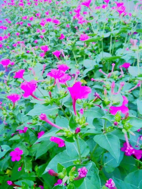 Foto primer plano de las flores rosadas