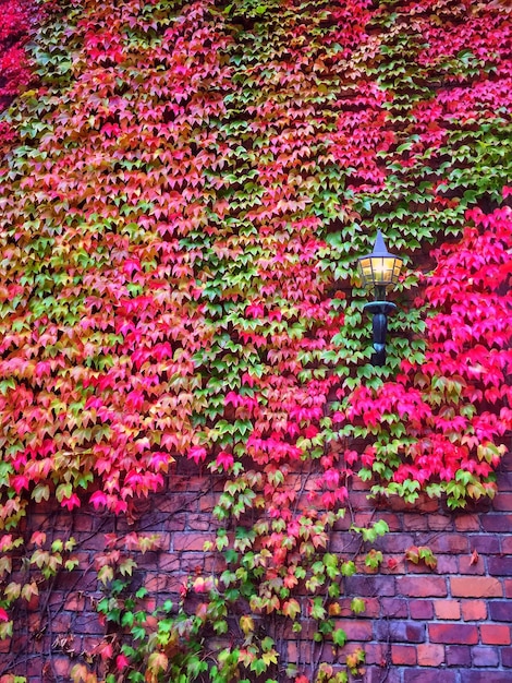 Foto primer plano de las flores rosadas