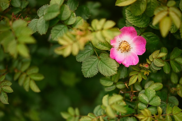 primer plano, de, flores rosadas