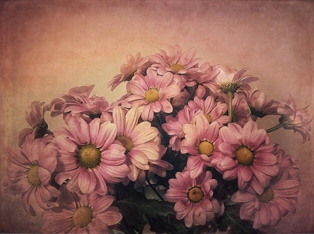 Primer plano de las flores rosadas