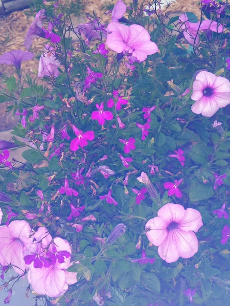 Primer plano de las flores rosadas