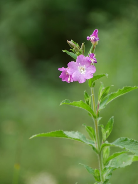 Primer plano de las flores rosadas