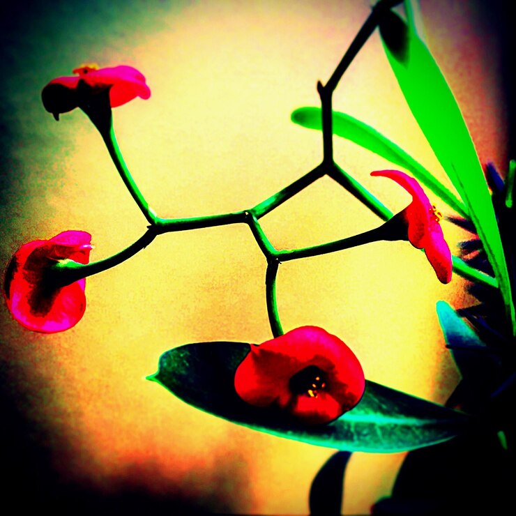 Foto primer plano de las flores rosadas