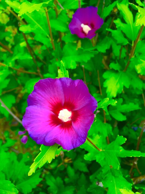 Foto primer plano de las flores rosadas