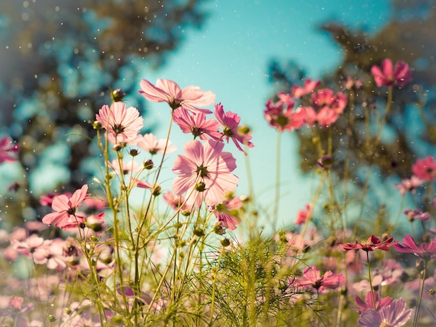 Primer plano de las flores rosadas