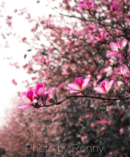 Foto primer plano de las flores rosas en el árbol