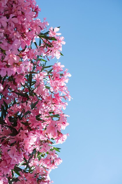 Primer plano de flores rosas en un día soleado Planta romántica y hermosa