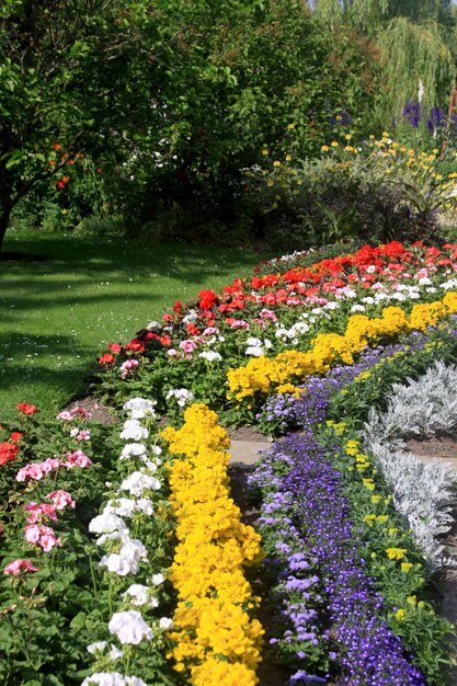 Foto primer plano de las flores rosas en el jardín