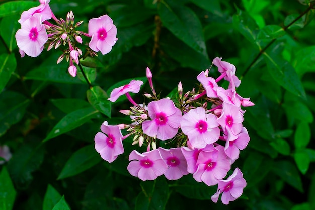 Primer plano de flores rosas en el jardín