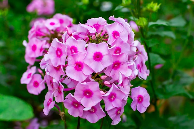 Primer plano de flores rosas en el jardín