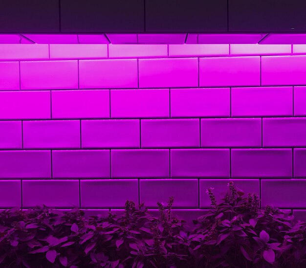 Primer plano de las flores rosas en la pared