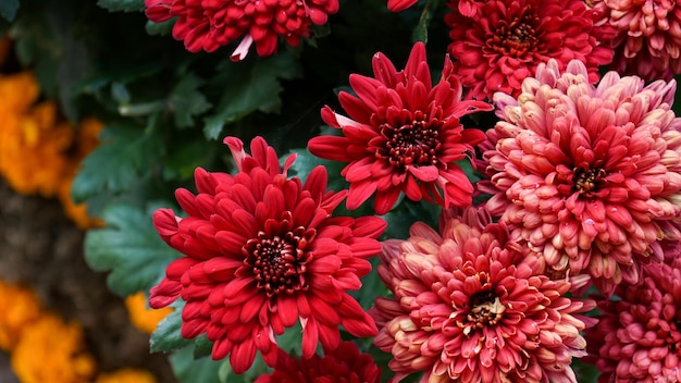 Primer plano de las flores rosas y rojas