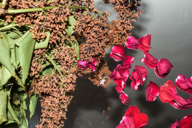 Foto primer plano de las flores de rosas rosadas en el lago