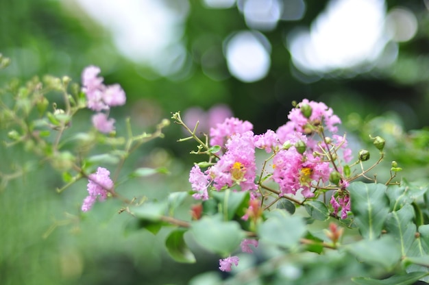 Primer plano de las flores rosas