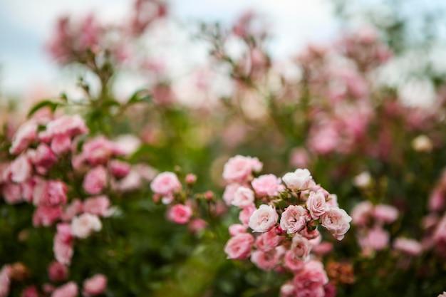 Foto primer plano de las flores rosas