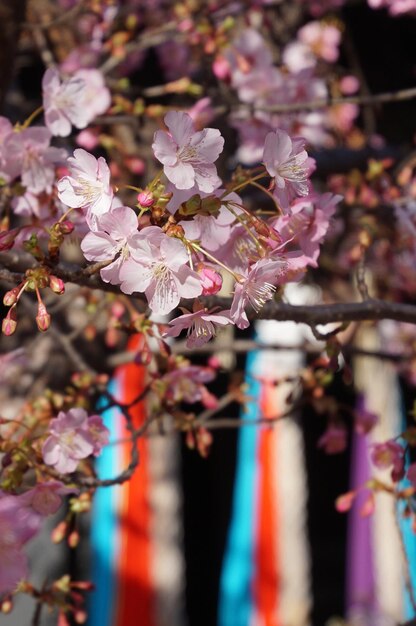 Foto primer plano de las flores rosas