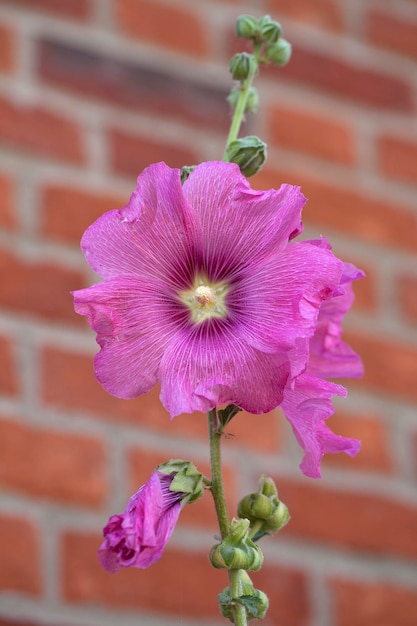 Foto primer plano de las flores rosas