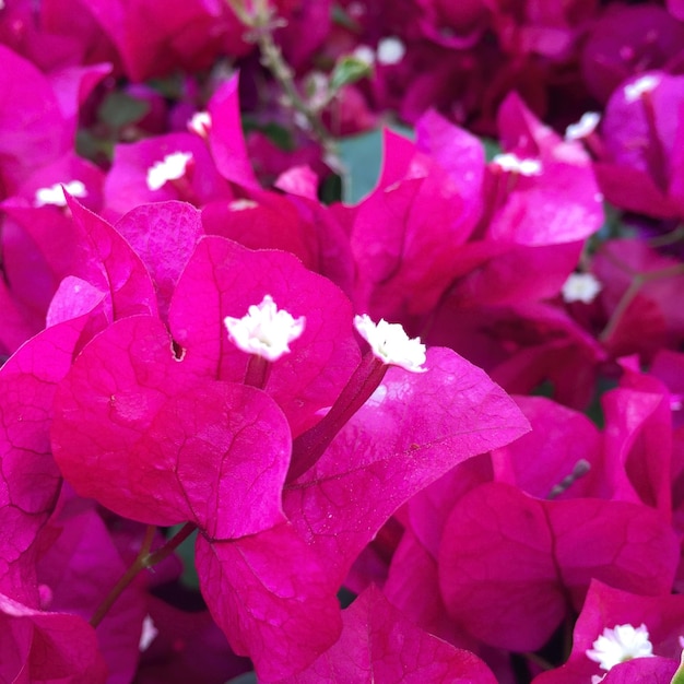 Primer plano de las flores rosas