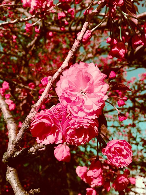 Foto primer plano de las flores rosas