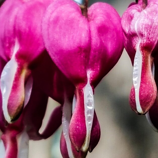 Primer plano de las flores rosas