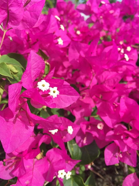 Foto primer plano de las flores rosas