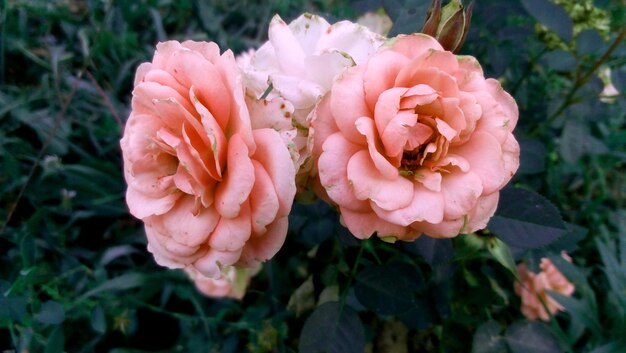 Foto primer plano de las flores rosas