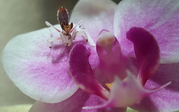 Foto primer plano de las flores rosas